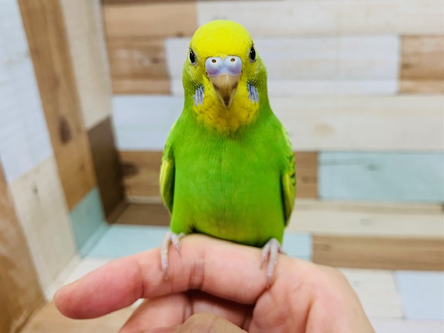 セキセイインコ