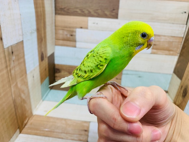 セキセイインコ