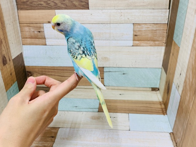 セキセイインコ