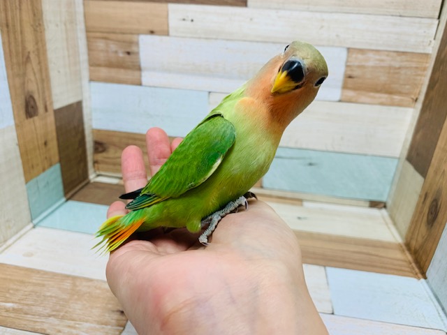 コザクラインコ（小桜インコ）