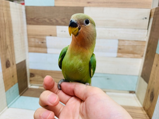 かまってちゃんが可愛すぎ♡コザクラインコ(オパーリン)さん☆ コザクラインコ(小桜インコ)