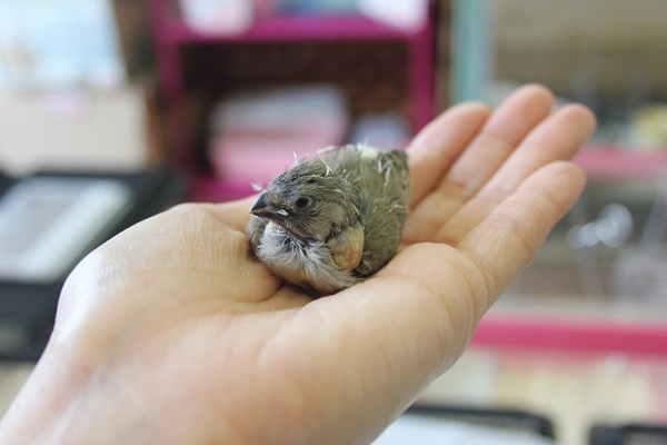 錦花鳥（キンカチョウ）