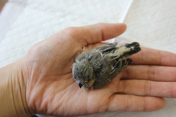 錦花鳥（キンカチョウ）