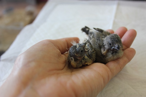 錦花鳥（キンカチョウ）