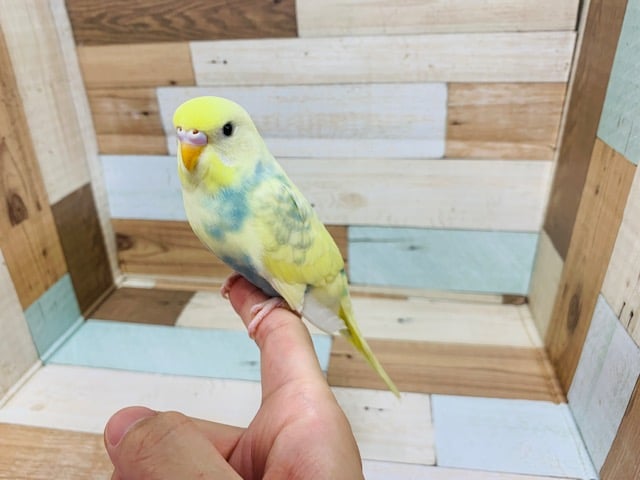 セキセイインコ