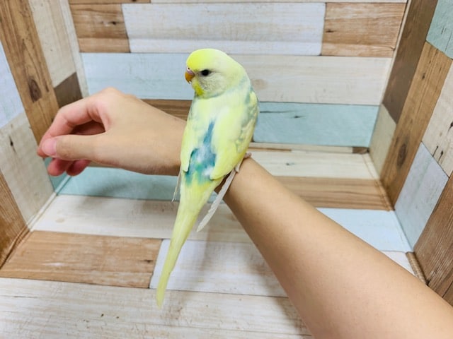 セキセイインコ