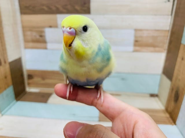 セキセイインコ