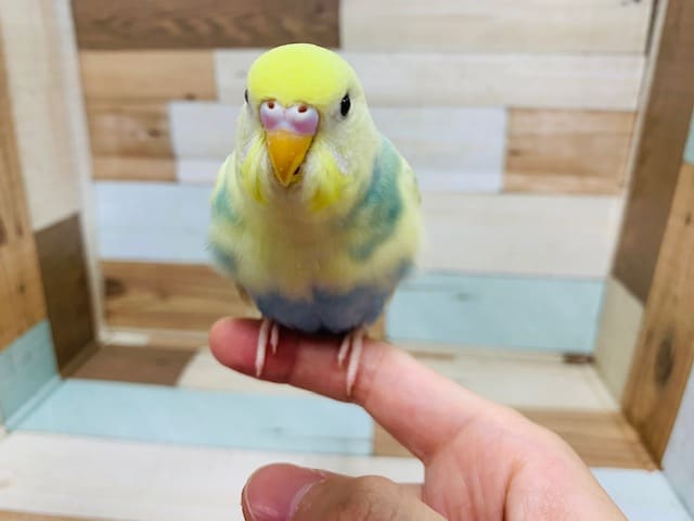 セキセイインコ