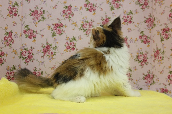 ノルウェージャンフォレストキャット