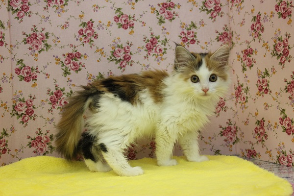 ノルウェージャンフォレストキャット