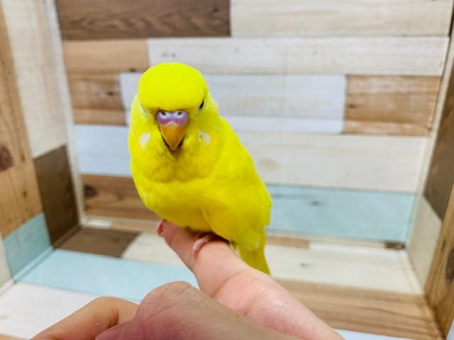 ジャンボセキセイインコ