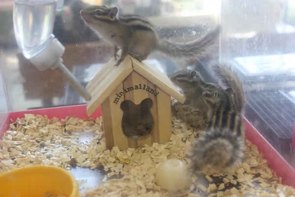 シマリス（ノーマル）