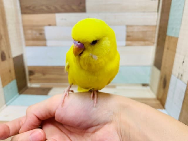 ジャンボセキセイインコ