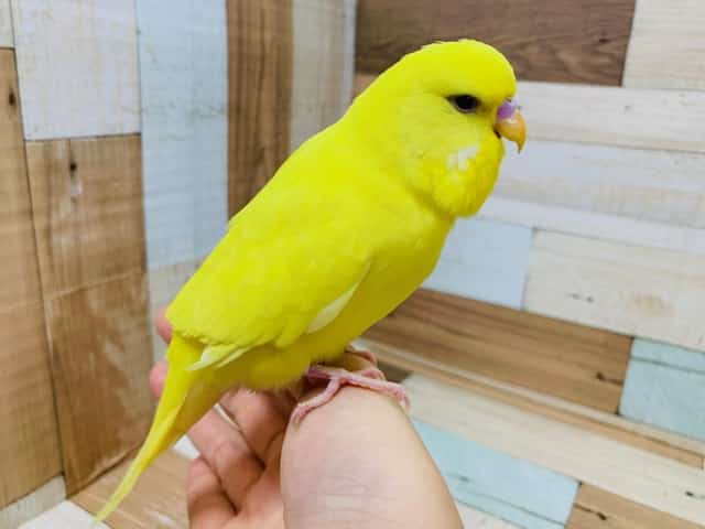 ジャンボセキセイインコ