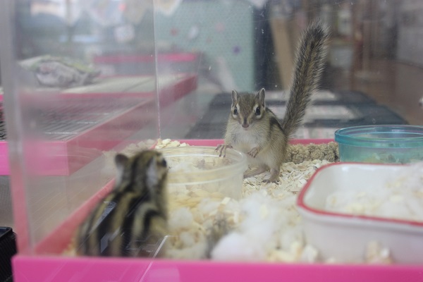 シマリス（ノーマル）