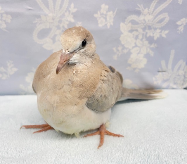 ジュズカケバト