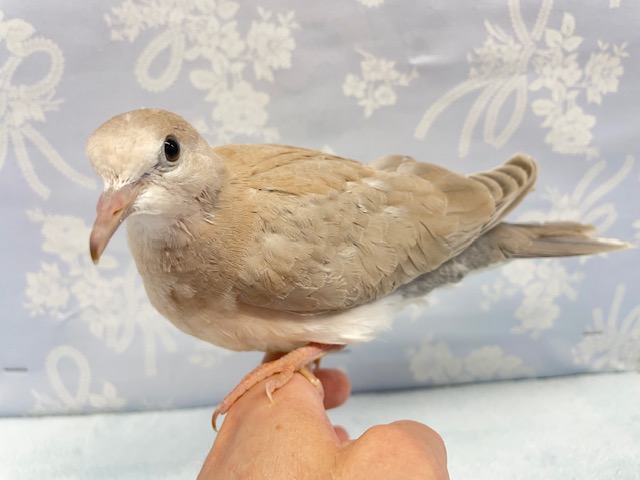 ジュズカケバト