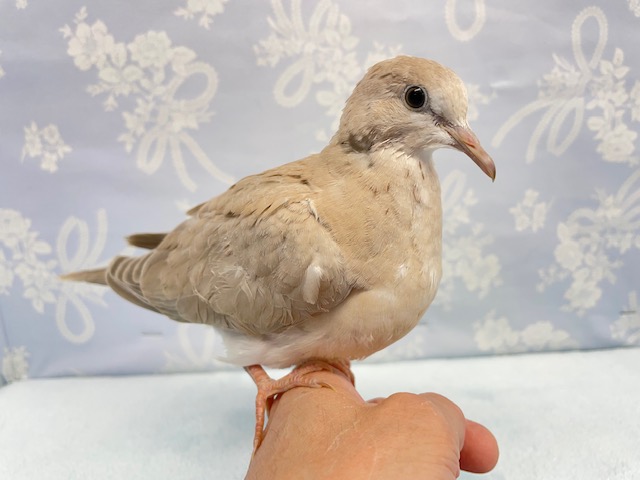 ジュズカケバト