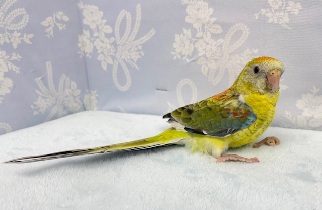 ビセイインコ（美声インコ）