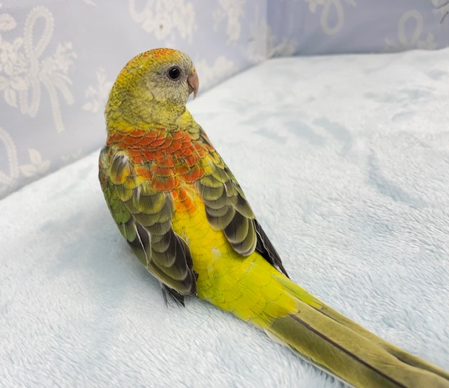 ビセイインコ（美声インコ）