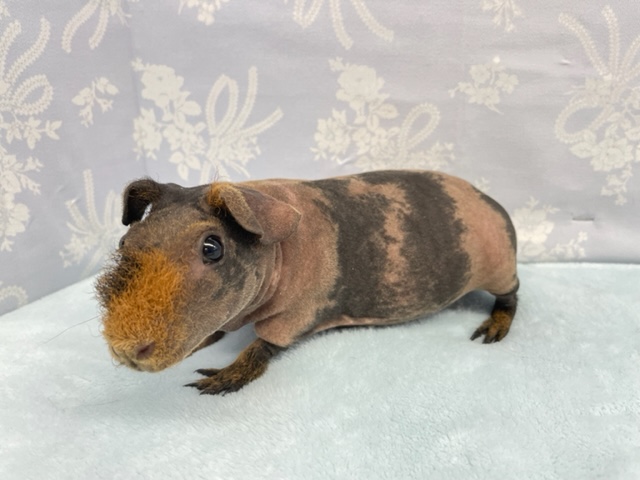 スキニーギニアピッグ