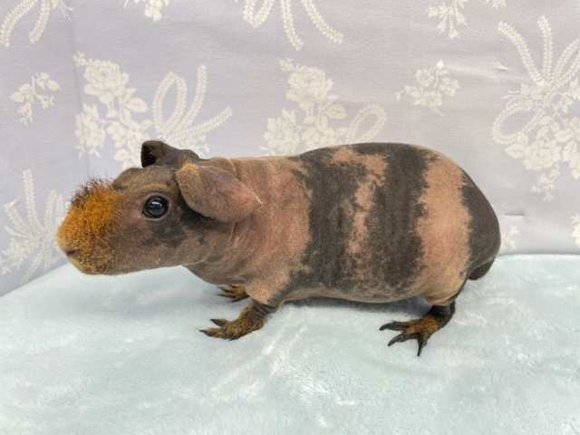 スキニーギニアピッグ