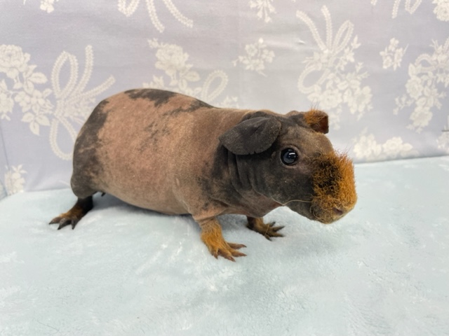 スキニーギニアピッグ