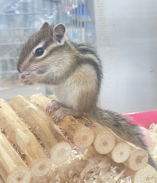 シマリス（ノーマル）