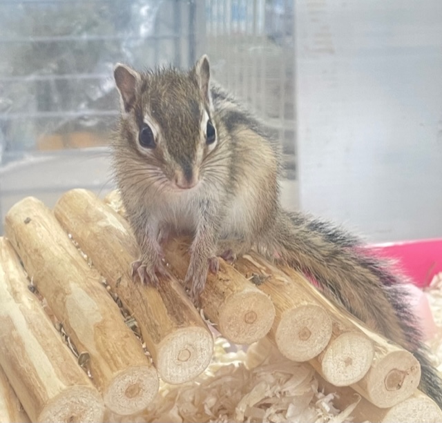 シマリス（ノーマル）