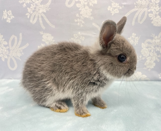 ネザーランドドワーフ