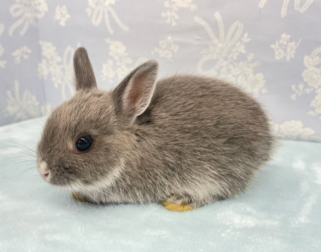 ネザーランドドワーフ