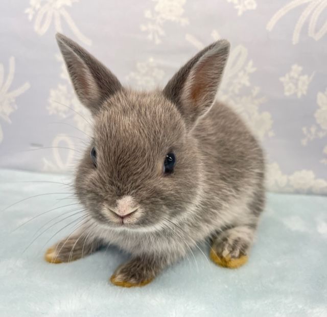 ネザーランドドワーフ