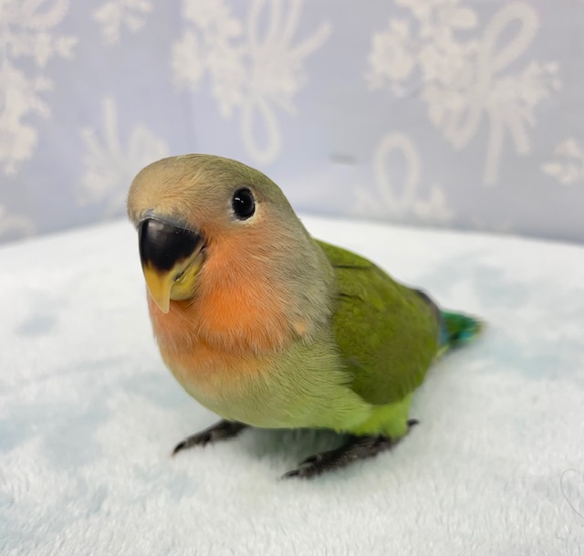 コザクラインコ（小桜インコ）