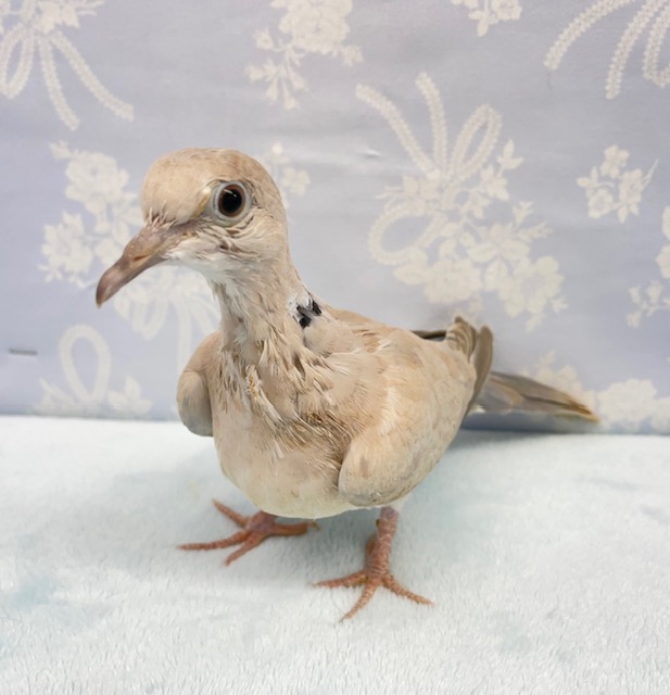 ジュズカケバト