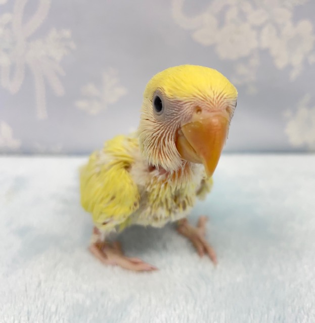 コザクラインコ（小桜インコ）