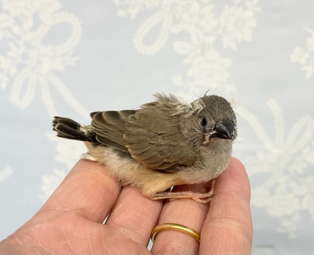 錦花鳥（キンカチョウ）