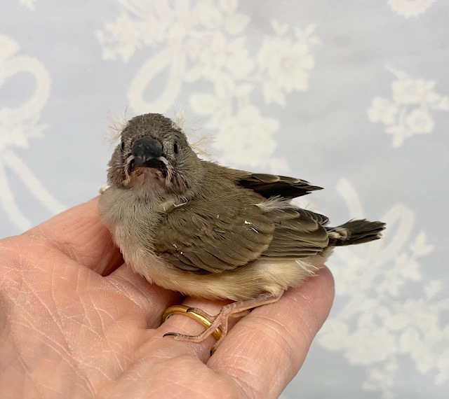 寝ぐせが!?キンカチョウ 2022年5月生まれ 錦花鳥(キンカチョウ)
