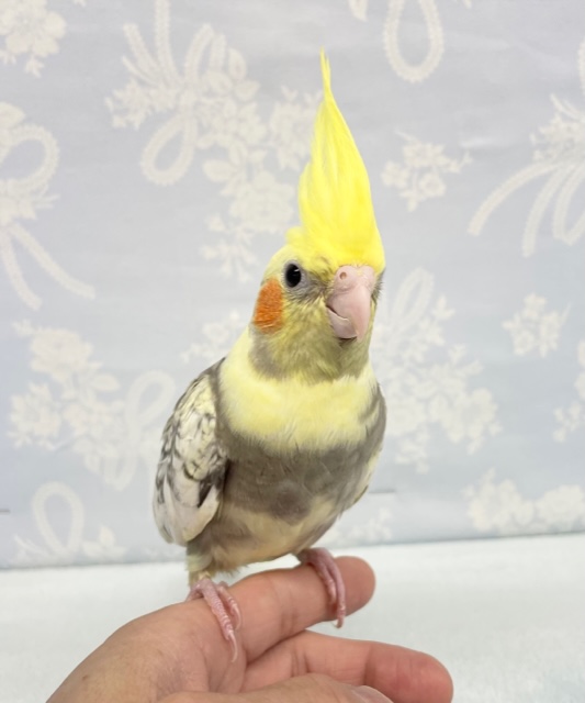 オカメインコ