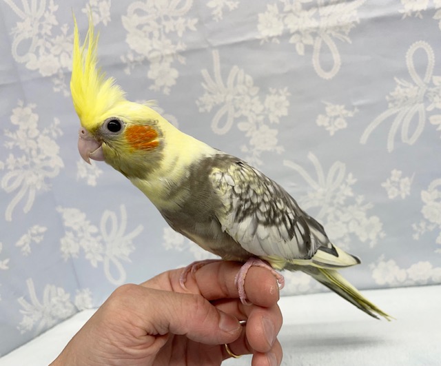 オカメインコ