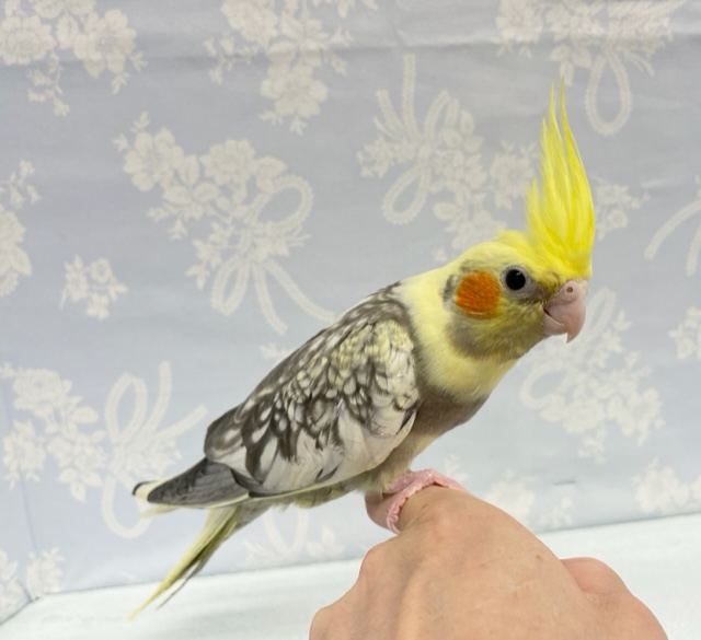 オカメインコ