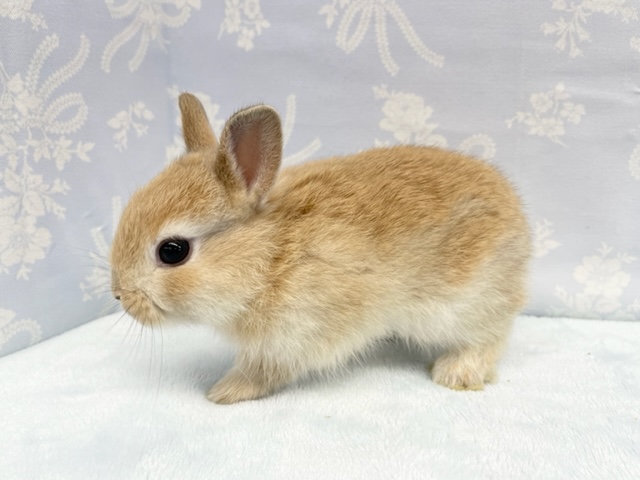 ミニウサギ