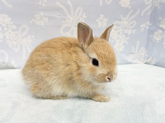 ミニウサギ
