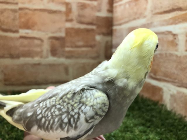 オカメインコ