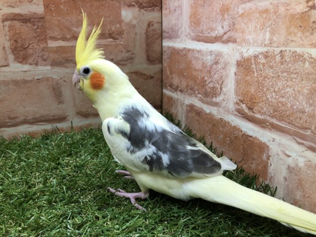 オカメインコ