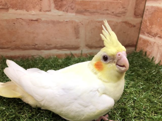 オカメインコ