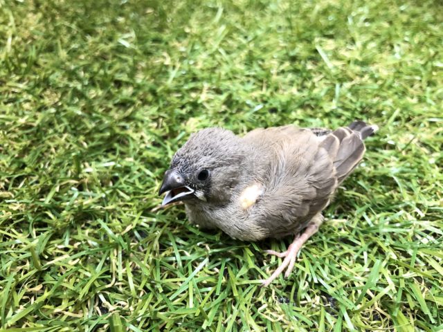 錦花鳥（キンカチョウ）