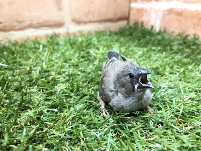 錦花鳥（キンカチョウ）