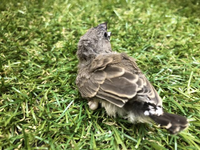 錦花鳥（キンカチョウ）