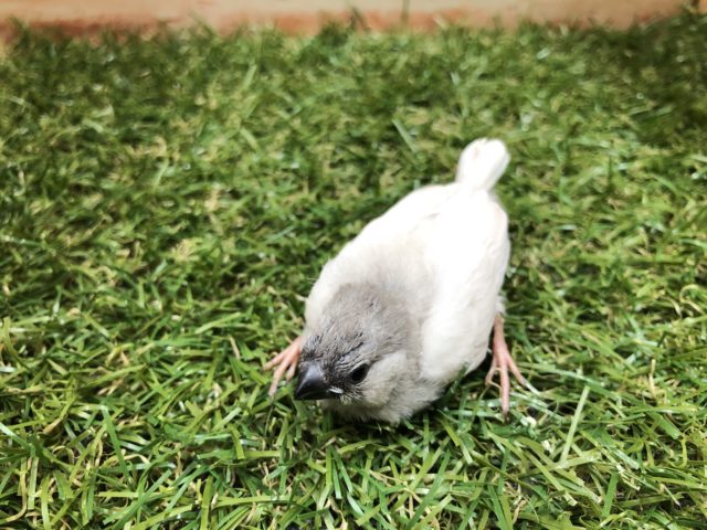 錦花鳥（キンカチョウ）