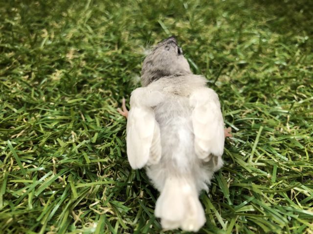 錦花鳥（キンカチョウ）